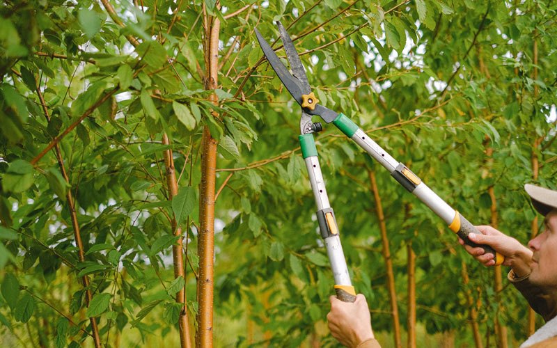 Tree trimming in Larwill, IN