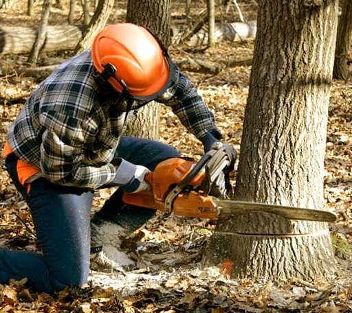 Tree Removal in Larwill, IN